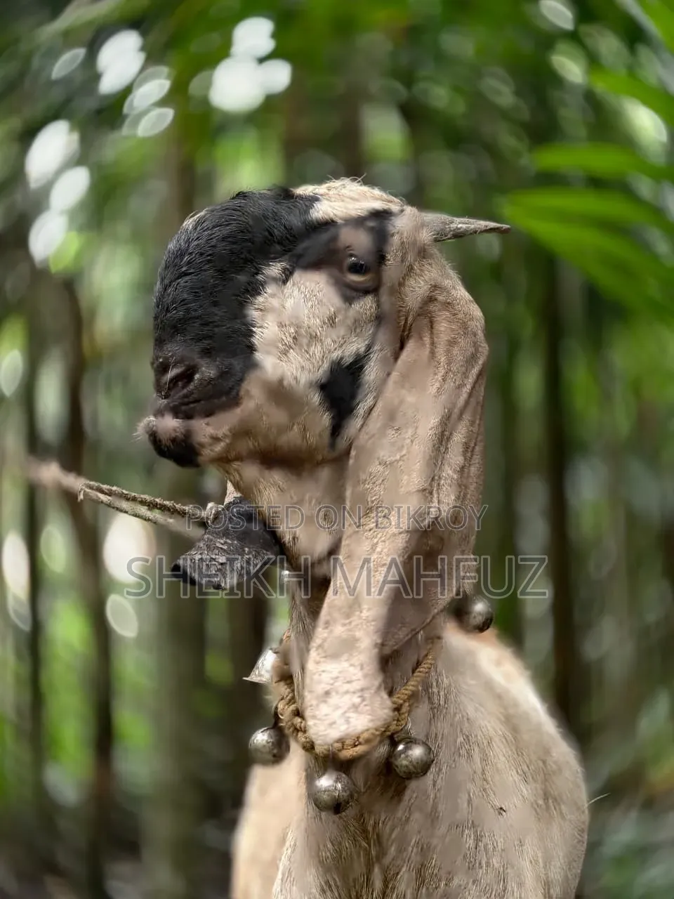 Totapuri Goat Female