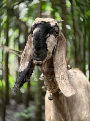 Totapuri Goat Female