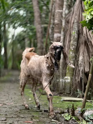 Totapuri Goat Female