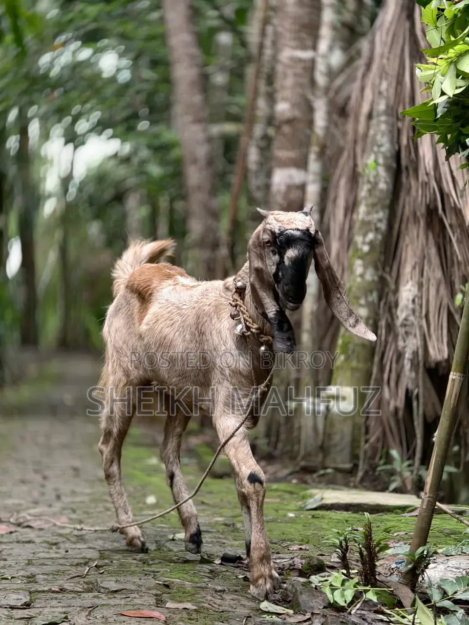 Totapuri Goat Female