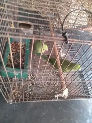 Parrot
