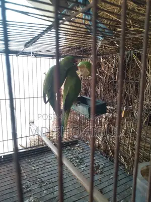 টিয়া পাখি