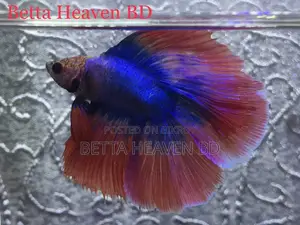 Halfmoon Betta