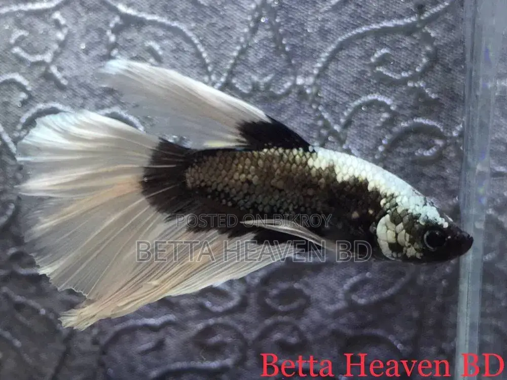 Halfmoon Betta