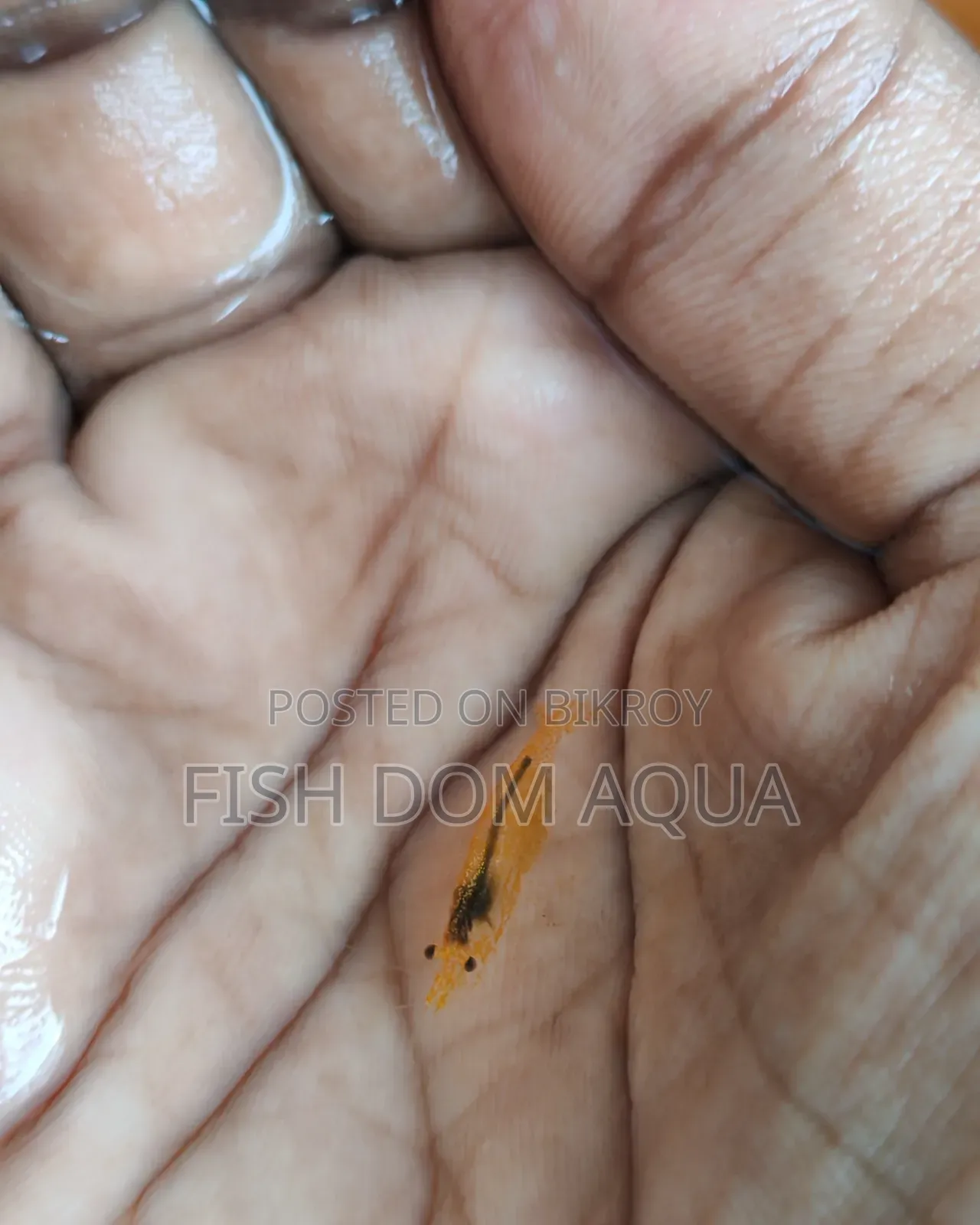 Orange shrimp