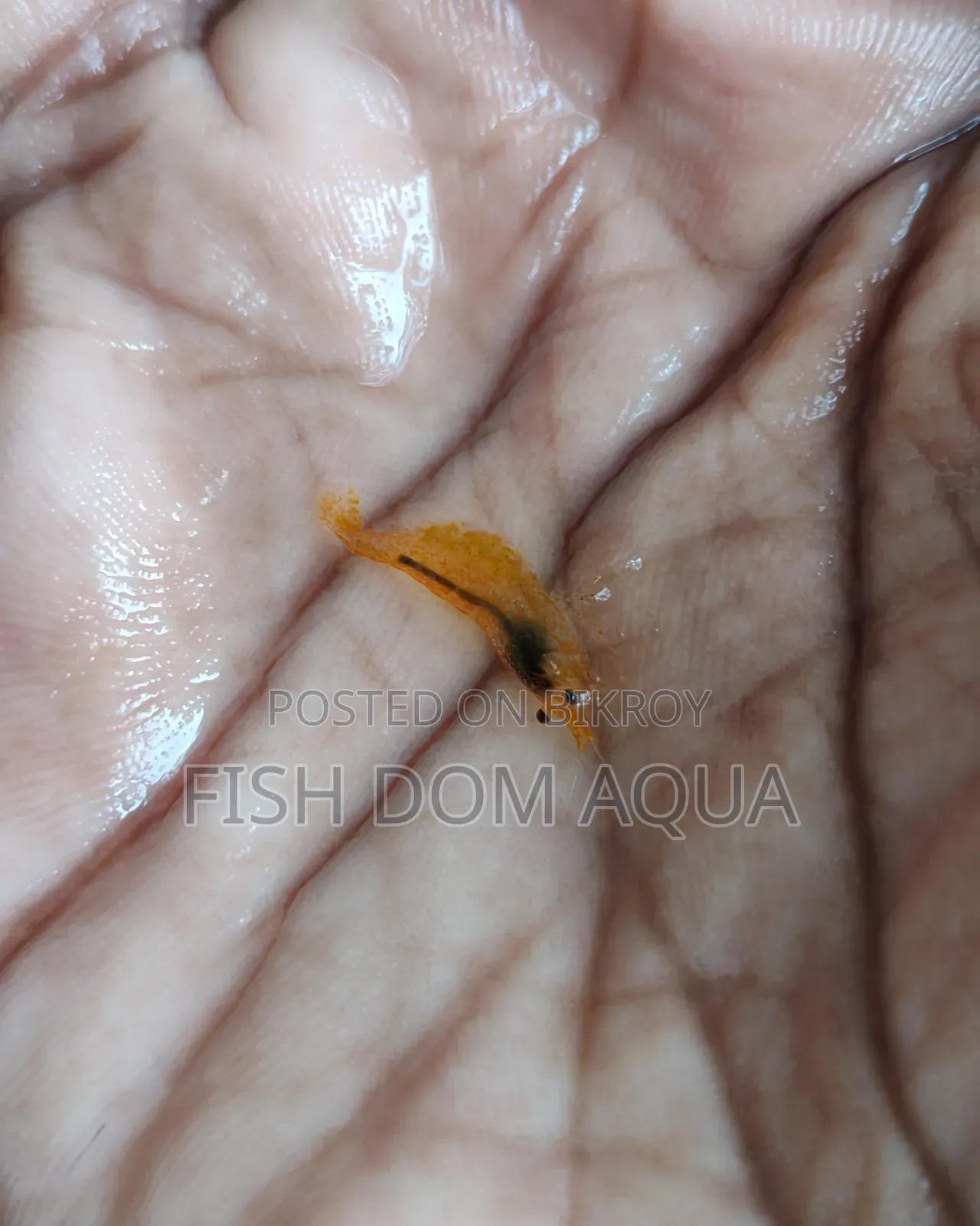 Orange shrimp