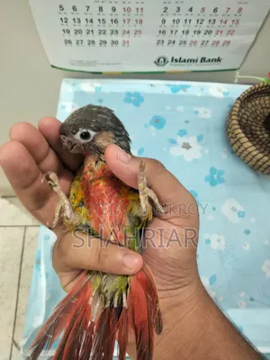 কনুর পাখি