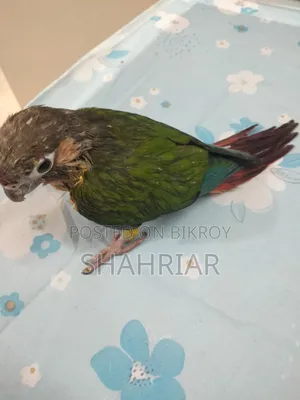 কনুর পাখি
