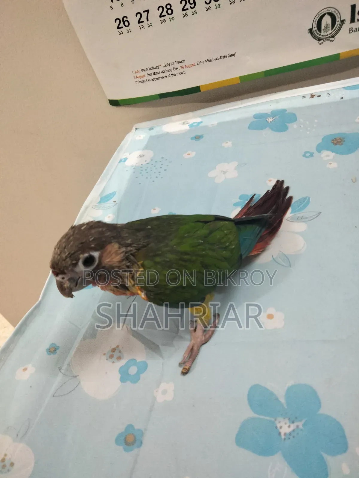 কনুর পাখি