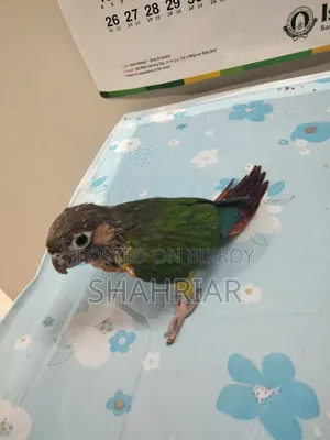 কনুর পাখি