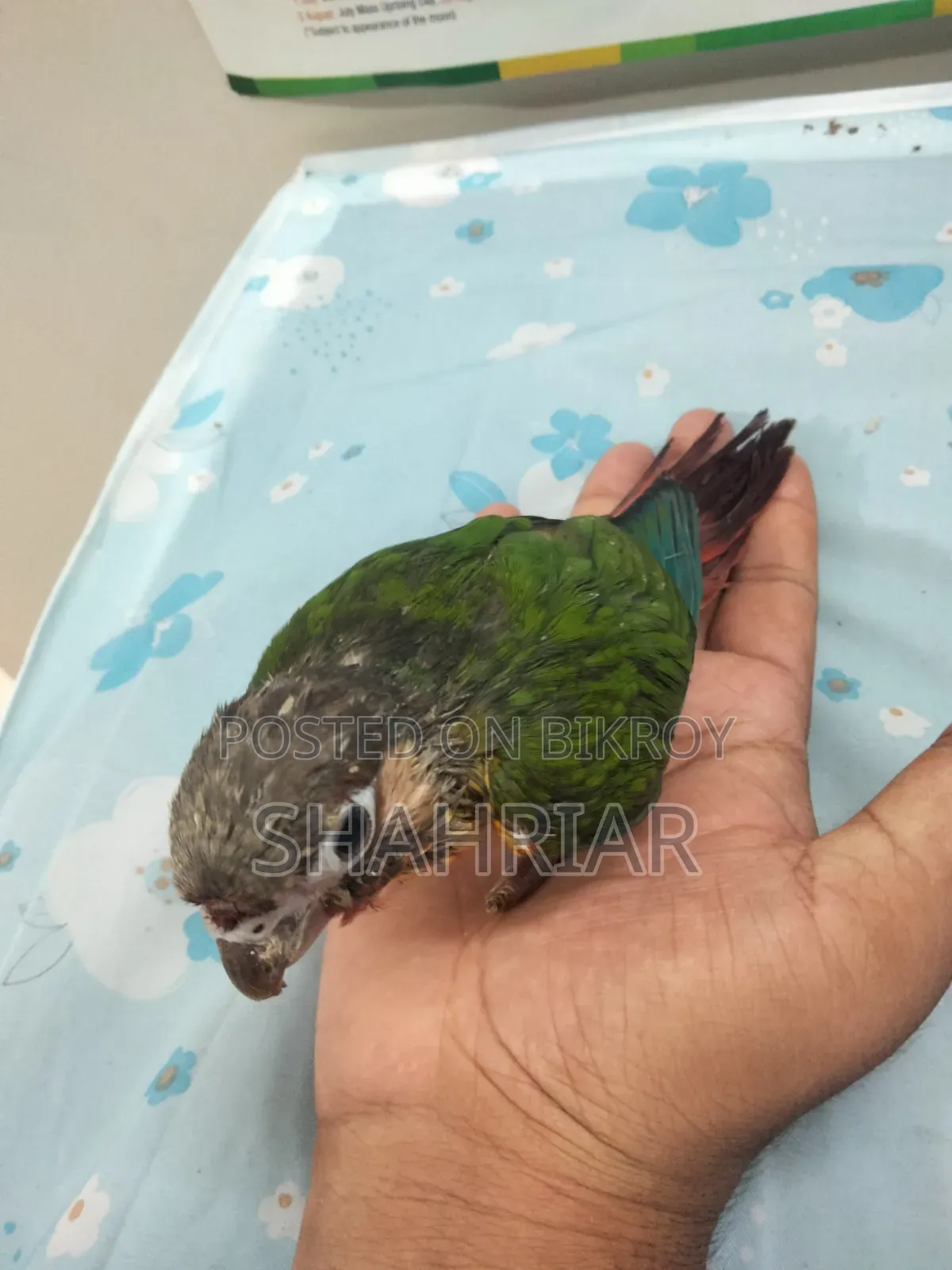 কনুর পাখি