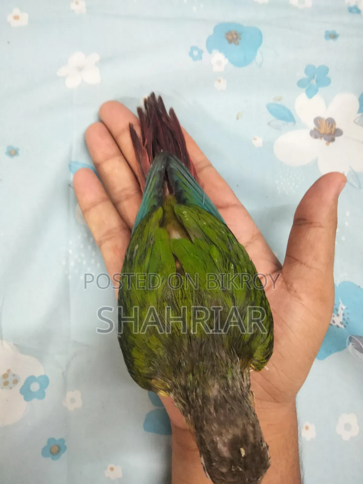 কনুর পাখি