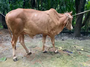 Sahiyal Cow