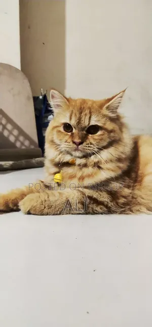 6-12 Months Female Purebred Persian