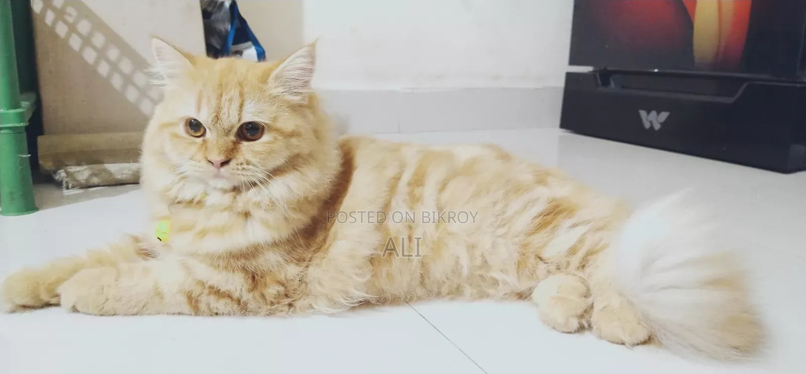 6-12 Months Female Purebred Persian