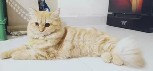 6-12 Months Female Purebred Persian