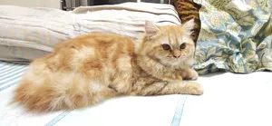 6-12 Months Female Purebred Persian