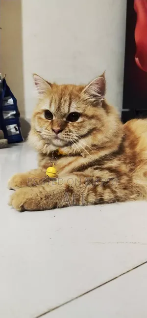 6-12 Months Female Purebred Persian