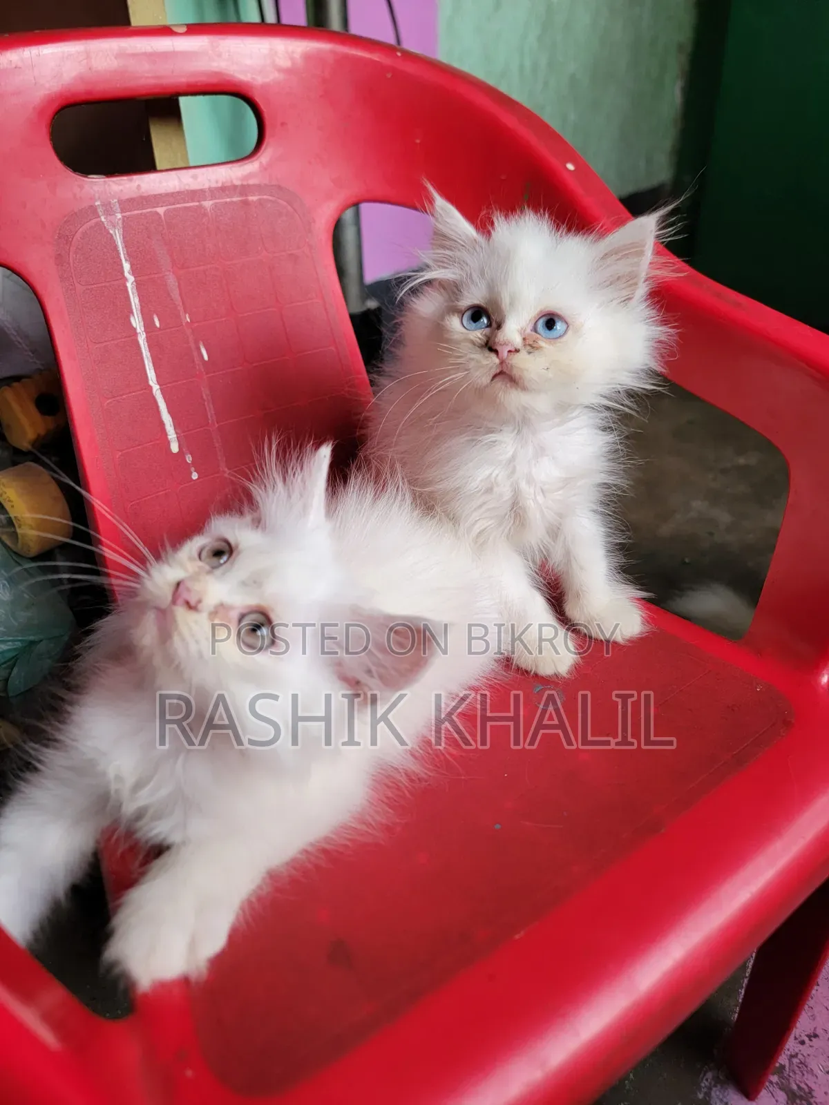 ১-৩ মাস বয়সী নারী পিওরব্রেড পার্সিয়ান বিড়াল