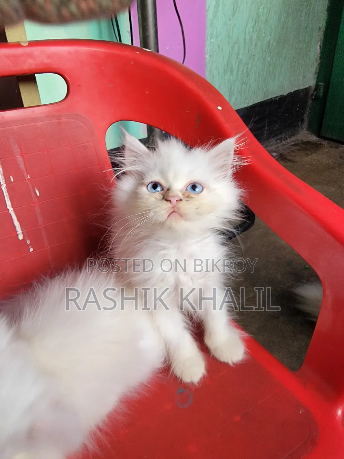 ১-৩ মাস বয়সী নারী পিওরব্রেড পার্সিয়ান বিড়াল