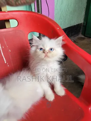 ১-৩ মাস বয়সী নারী পিওরব্রেড পার্সিয়ান বিড়াল