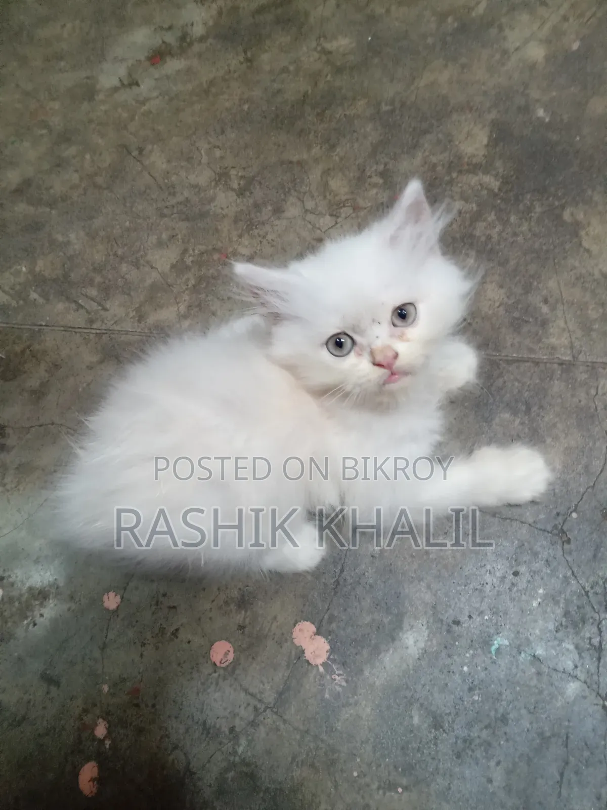 ১-৩ মাস বয়সী নারী পিওরব্রেড পার্সিয়ান বিড়াল