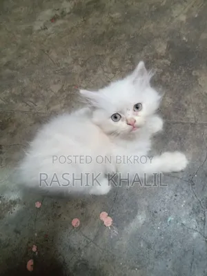 ১-৩ মাস বয়সী নারী পিওরব্রেড পার্সিয়ান বিড়াল