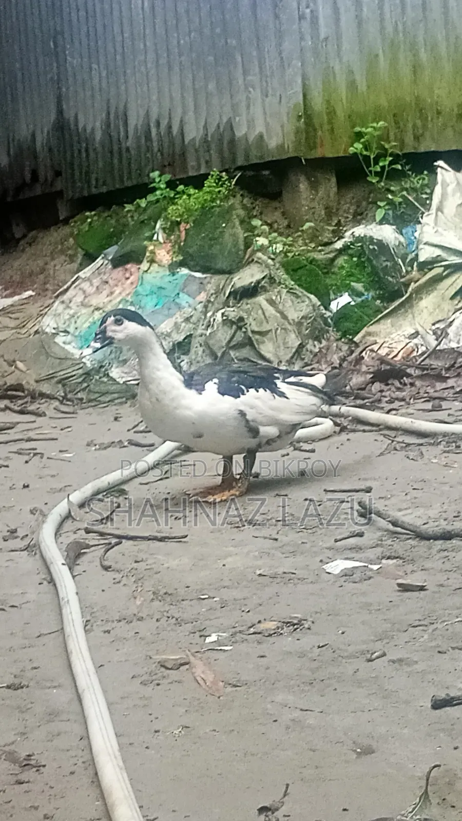 ২ পিচ চীনা হাস ৬মাস বয়স ও ফাওমি মুরগীর বাচ্চা ২৫ দিন বয়সি