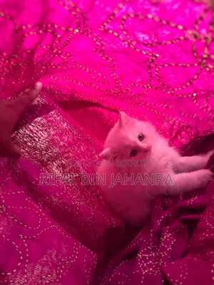 ১-৩ মাস বয়সী নারী বিশুদ্ধ পার্সিয়ান বিড়াল