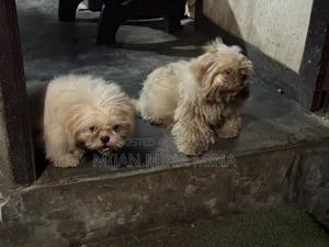৩-৬ মাসের পুরুষ বিশুদ্ধ জাতের শিহ তজু