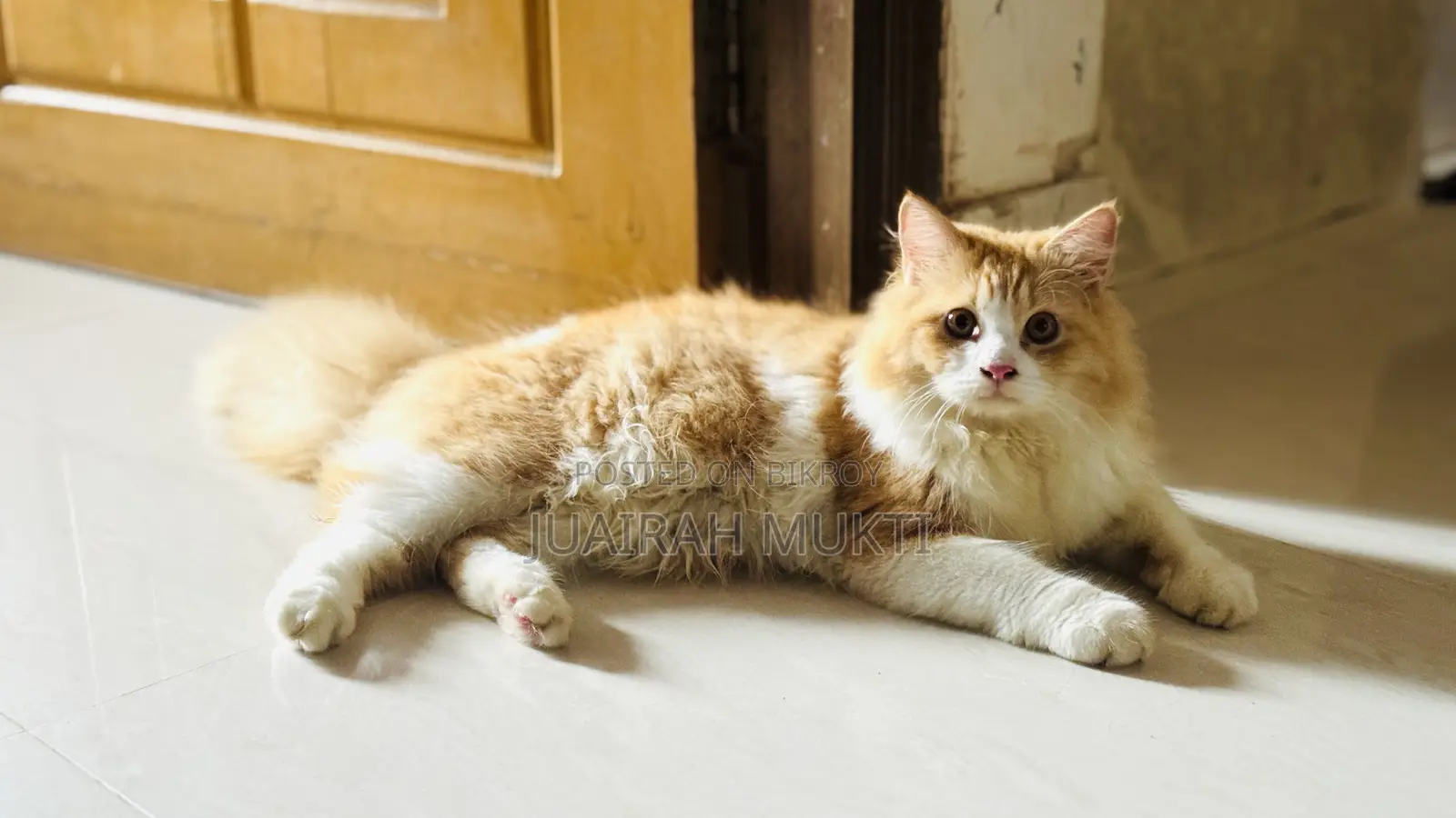 ৩-৬ মাস বয়সী পুরুষ বিশুদ্ধ পার্সিয়ান বিড়াল