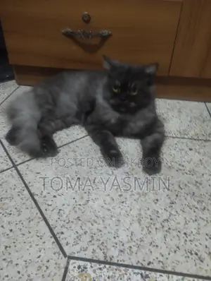 6-12 Months Male Purebred Persian