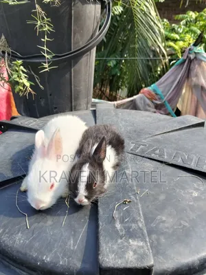 এক যোরা খরগোশের বাচ্চা সেল করবো একটা ছেলে একটা মেয়ে