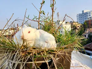 এক যোরা খরগোশের বাচ্চা সেল করবো একটা ছেলে একটা মেয়ে