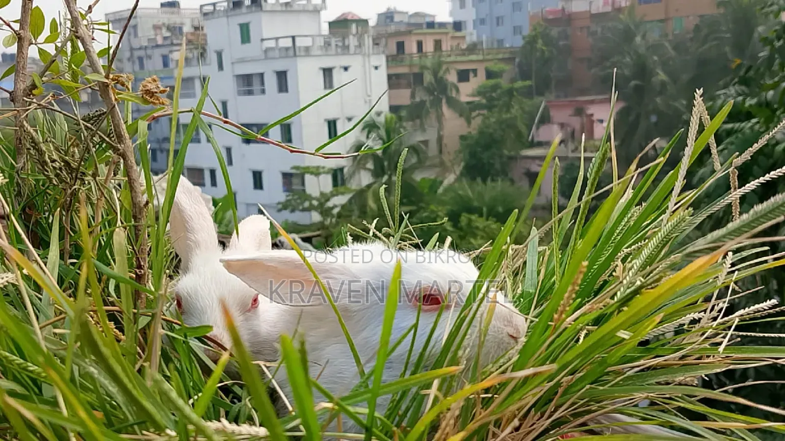 এক যোরা খরগোশের বাচ্চা সেল করবো একটা ছেলে একটা মেয়ে