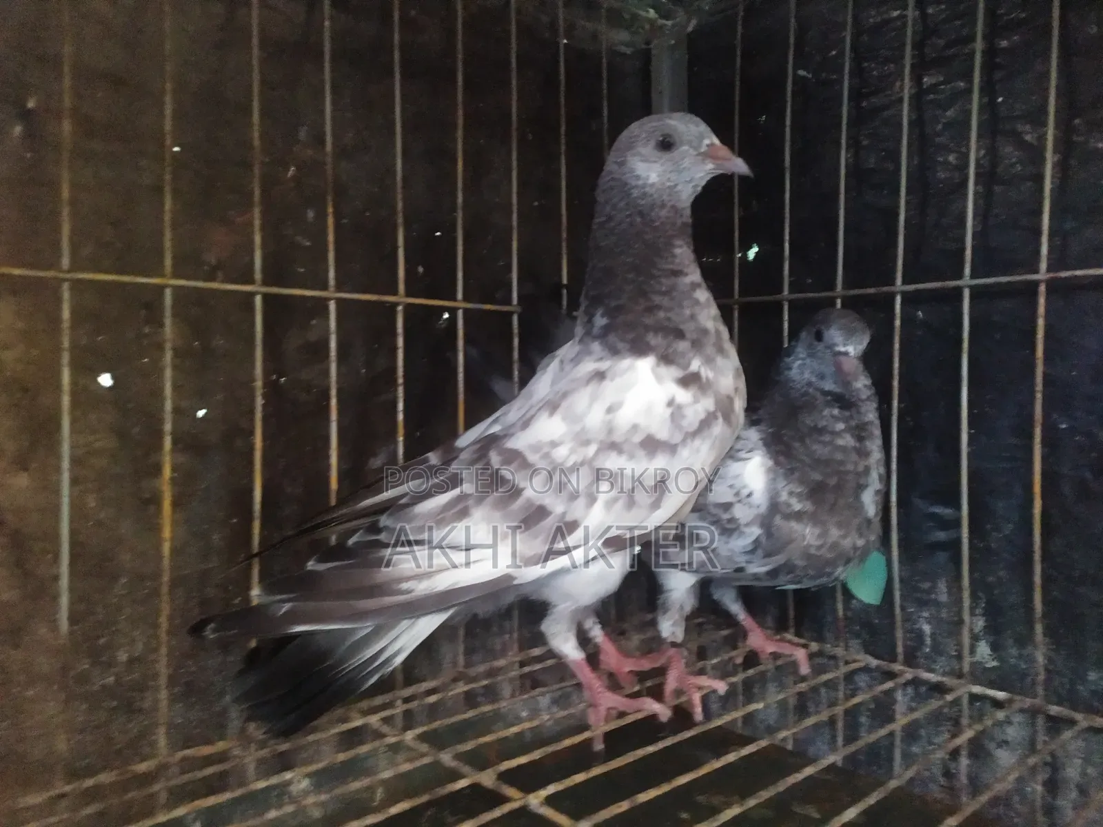 সিলভার বেবি