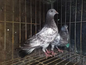 সিলভার বেবি