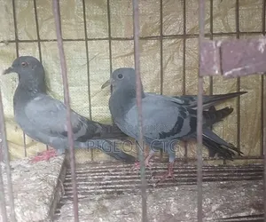 জালালি বেবি পেয়ার