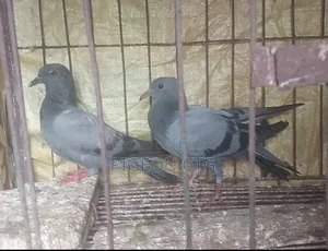 জালালি বেবি পেয়ার