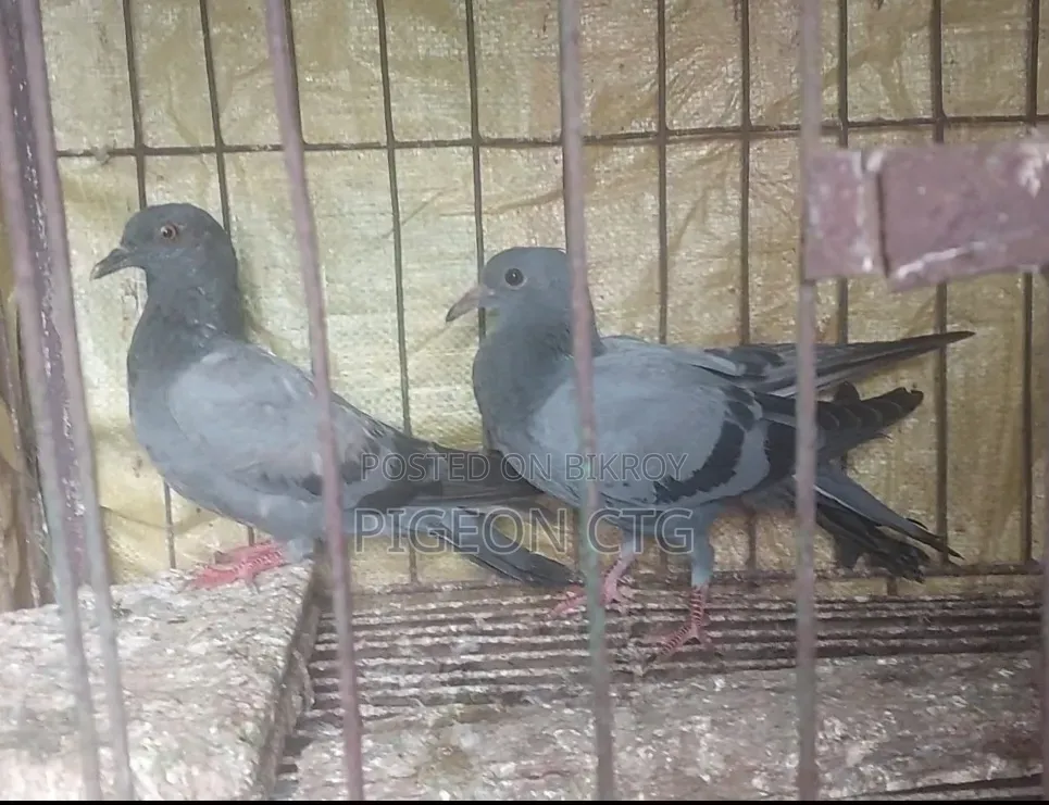 জালালি বেবি পেয়ার