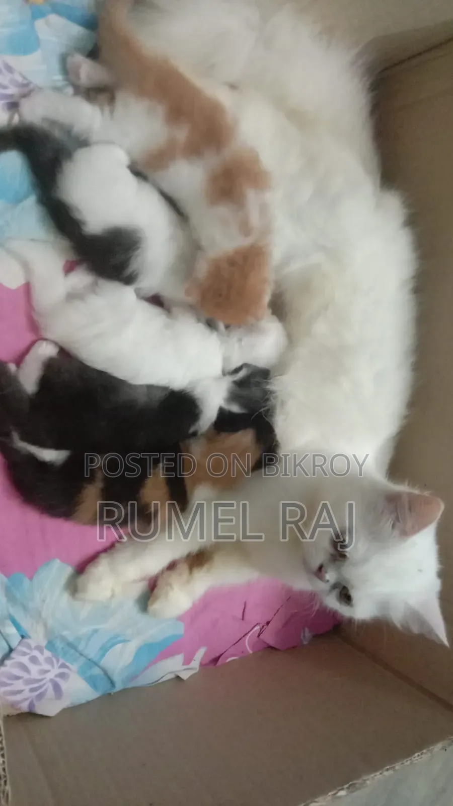 ১-৩ মাস বয়সী পুরুষ বিশুদ্ধ পার্সিয়ান বিড়াল