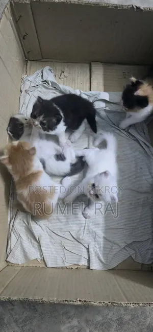 ১-৩ মাস বয়সী পুরুষ বিশুদ্ধ পার্সিয়ান বিড়াল