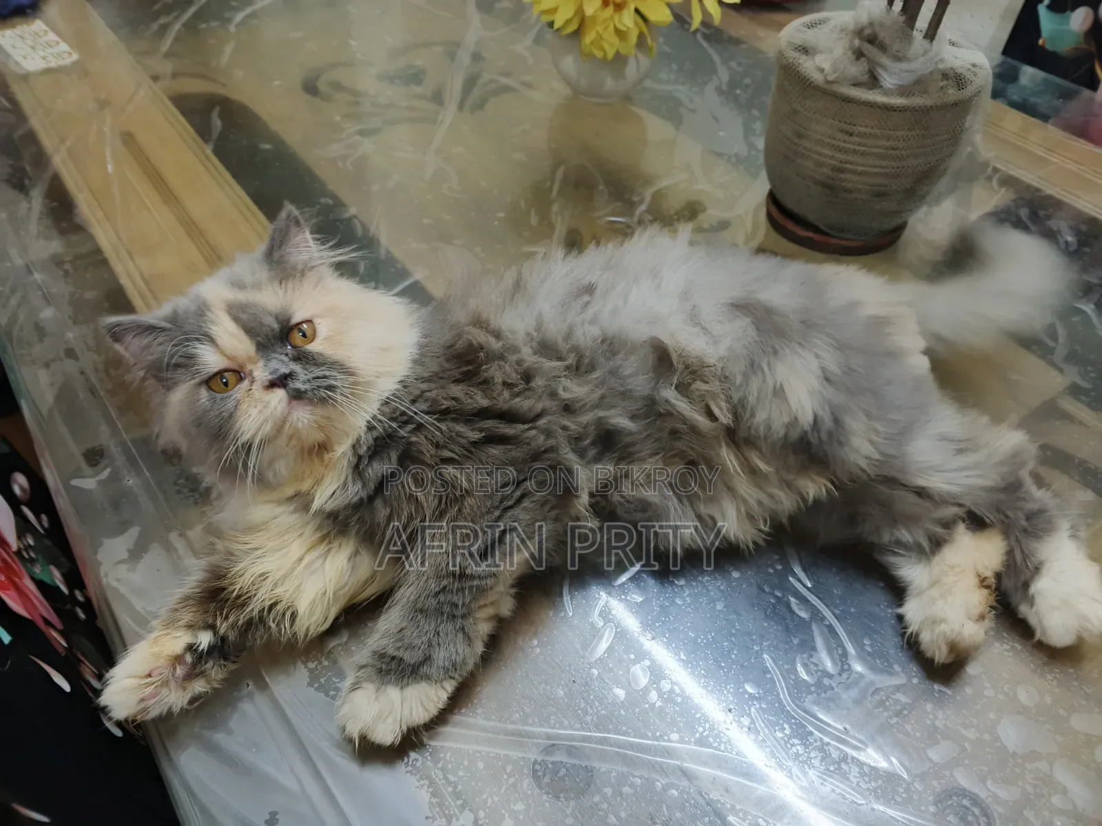 6-12 Months Female Purebred Exotic