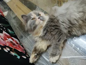 6-12 Months Female Purebred Exotic