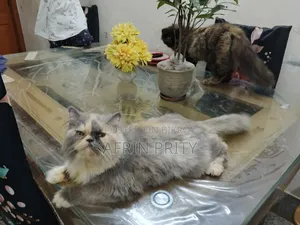 6-12 Months Female Purebred Exotic