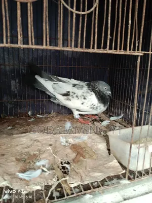 Male Pigeon