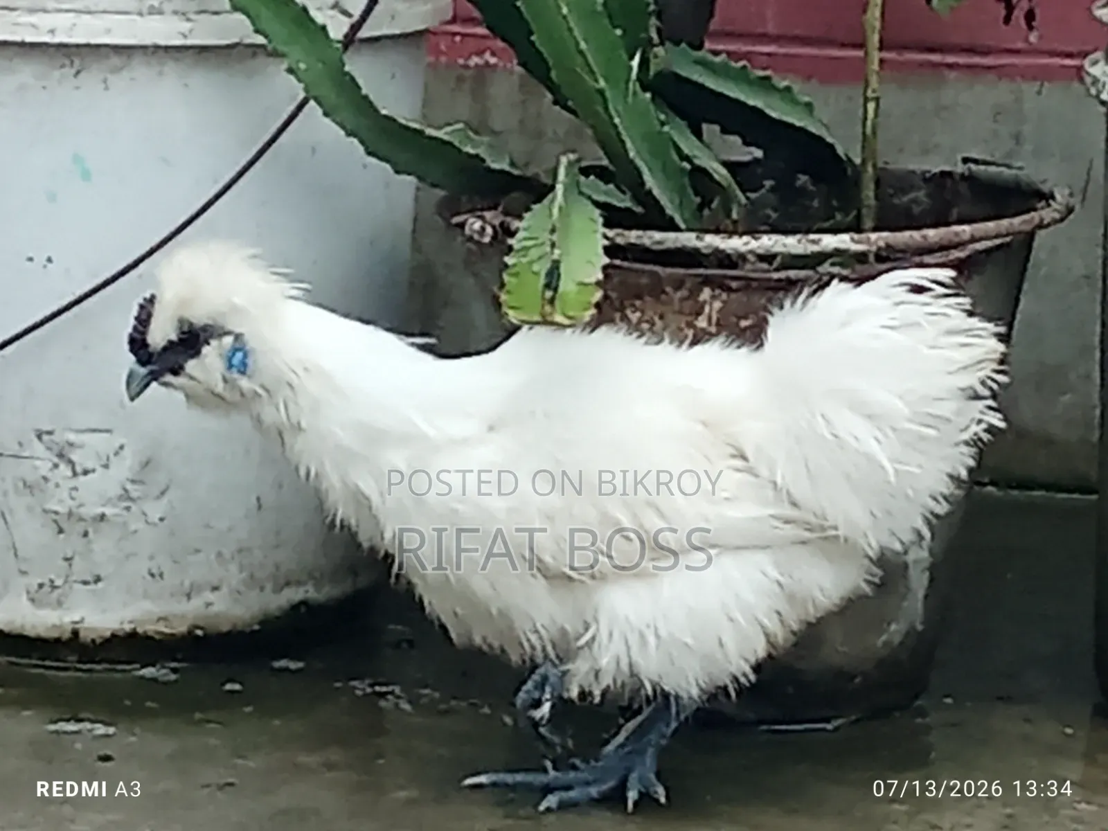 Silky Chicken