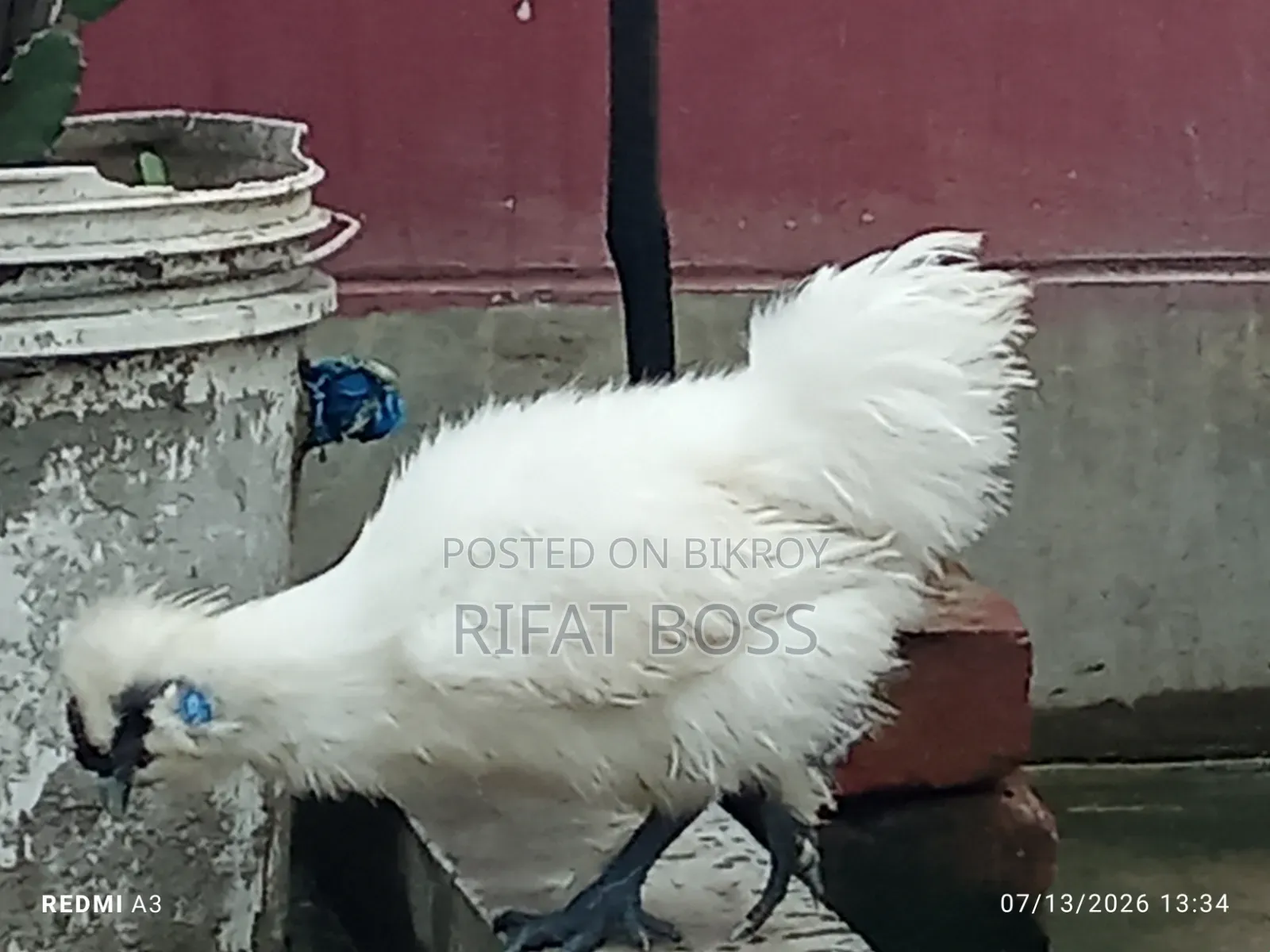 Silky Chicken