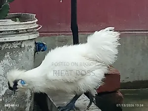 Silky Chicken