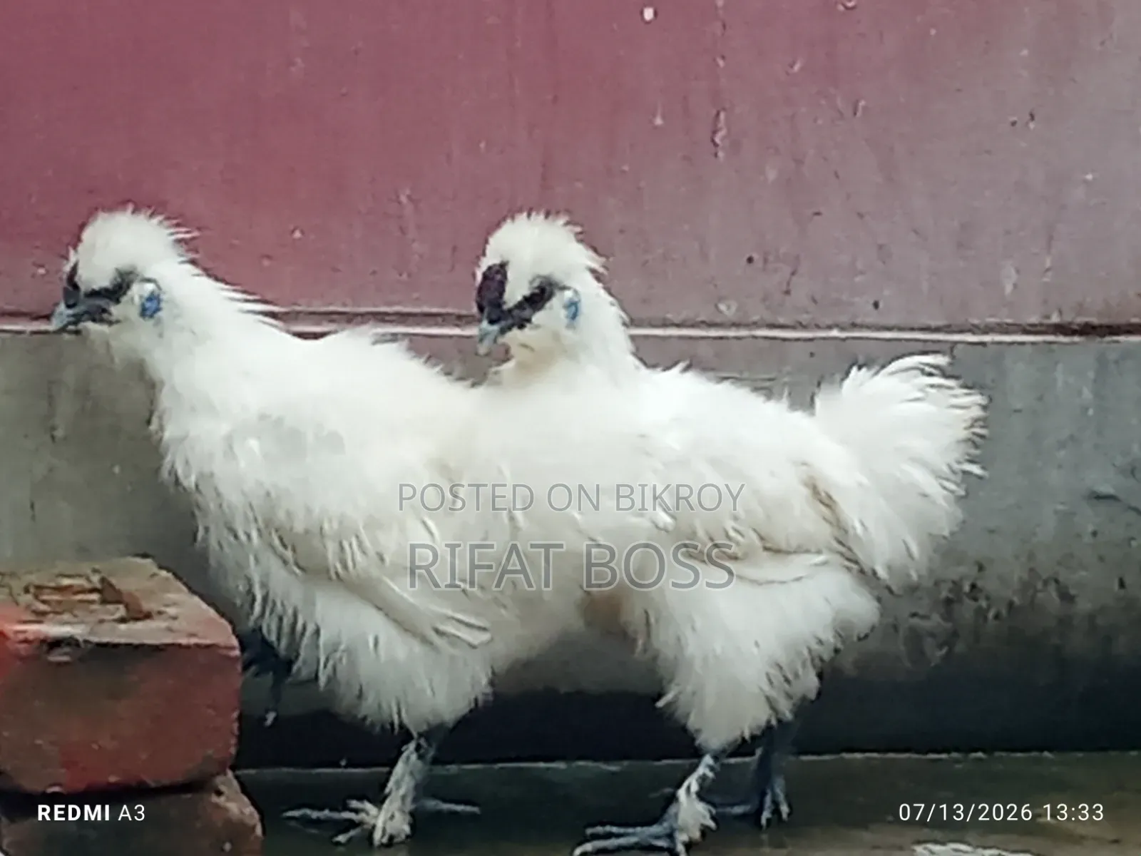 Silky Chicken